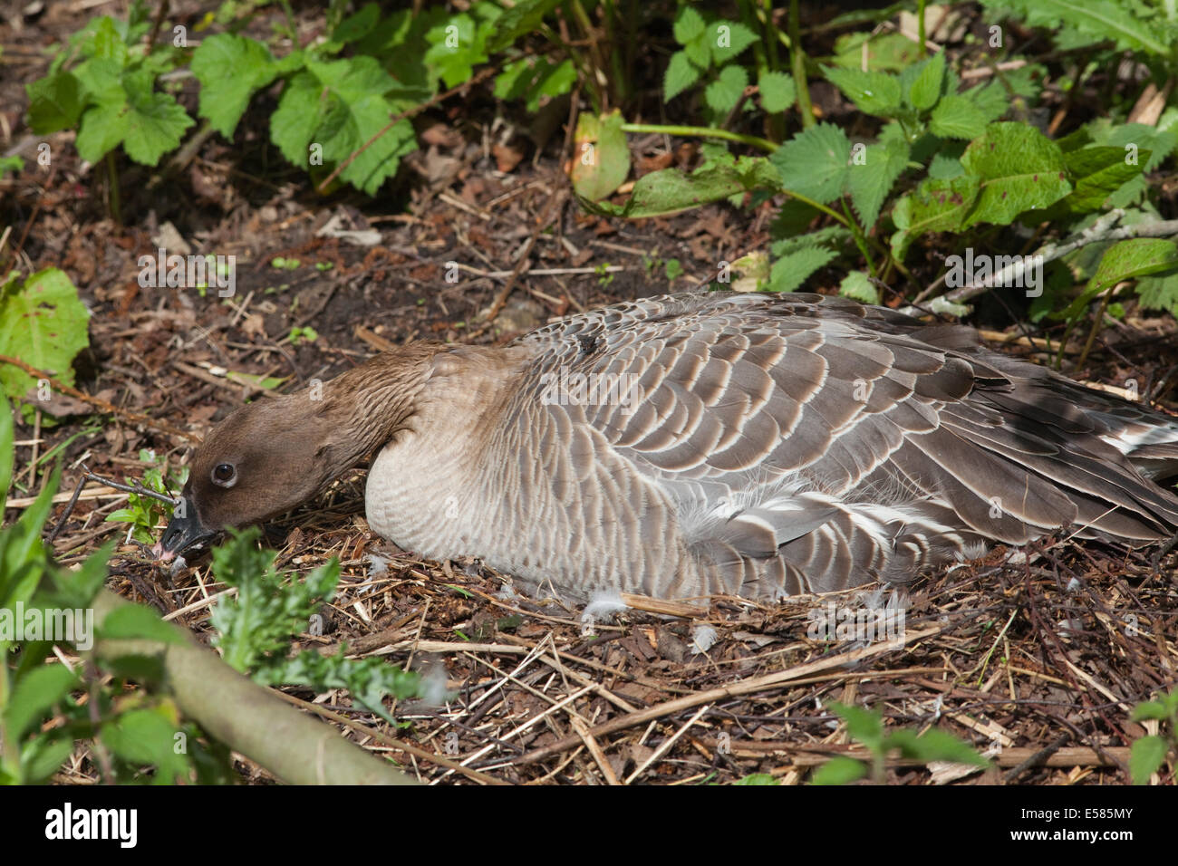 Pink-footed Goose (Anser Brachyrhynchus).  Inkubation Vogel auf ein Nest, bewusst mögliche Bedrohung nähert sich. Stockfoto