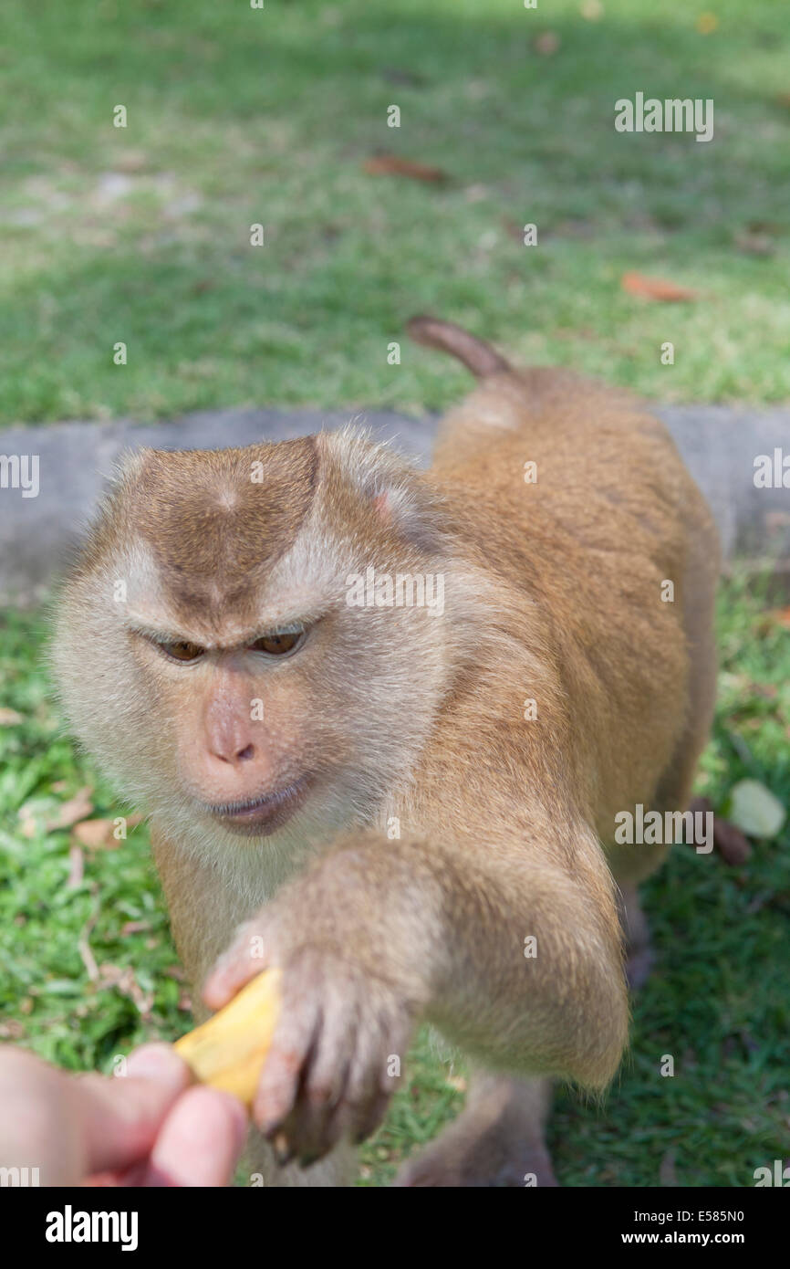 Spielerische Makaken Affen Spaß-park, Tang Kuan Hügel, Songkhla, Thailand Stockfoto