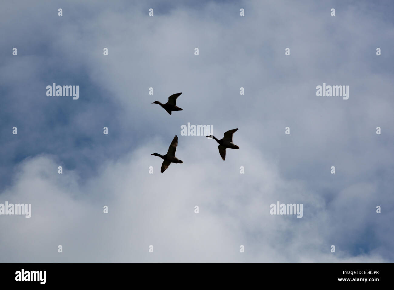 Stockente Enten (Anas Platyrhynchos).  "Drei Vogelflug". Partnerwahl durch führende weibliche Ente ist sie wahrscheinlich an einem pre Stockfoto