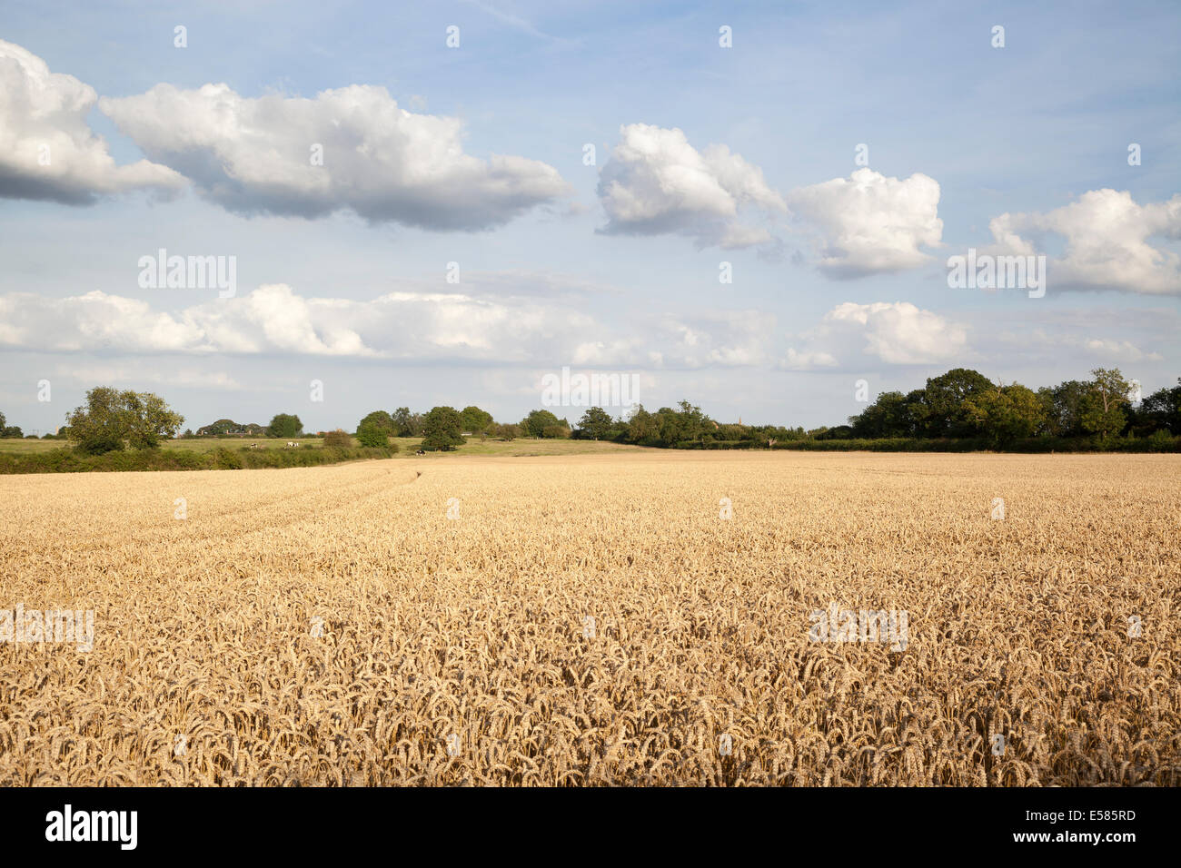 Weizenfeld in Northamptonshire, England, UK Stockfoto