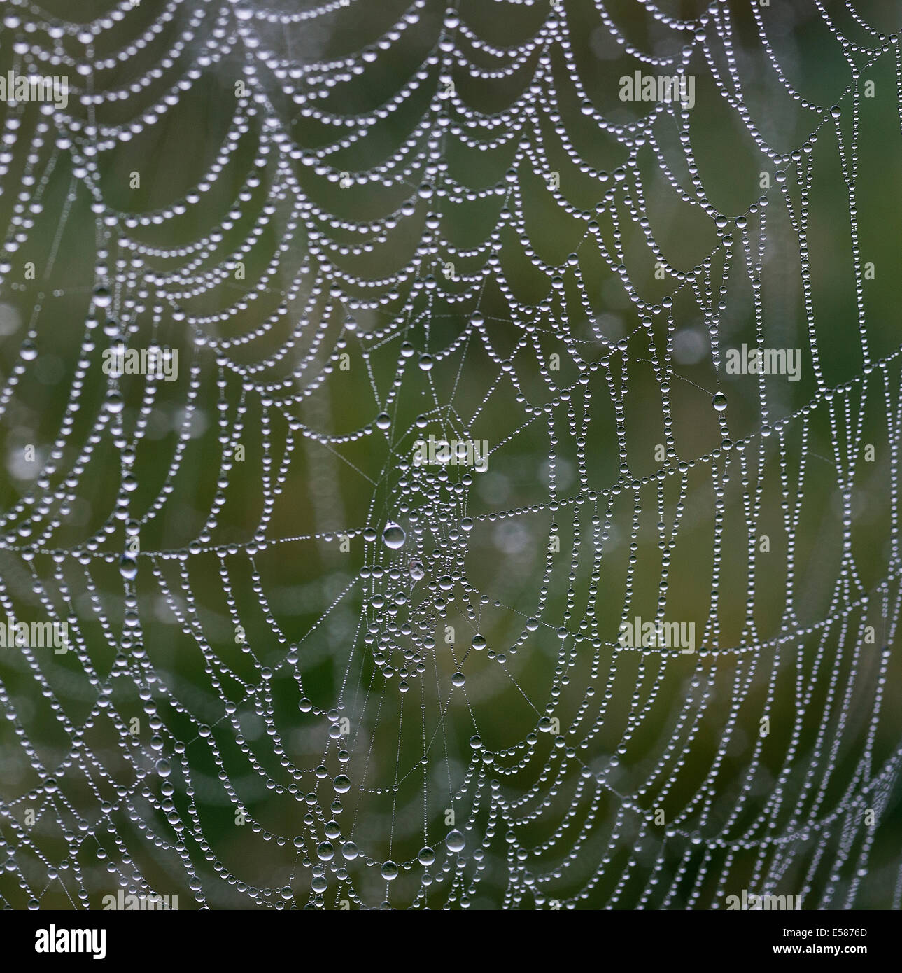 Spinnennetz mit Morgentau. Stockfoto