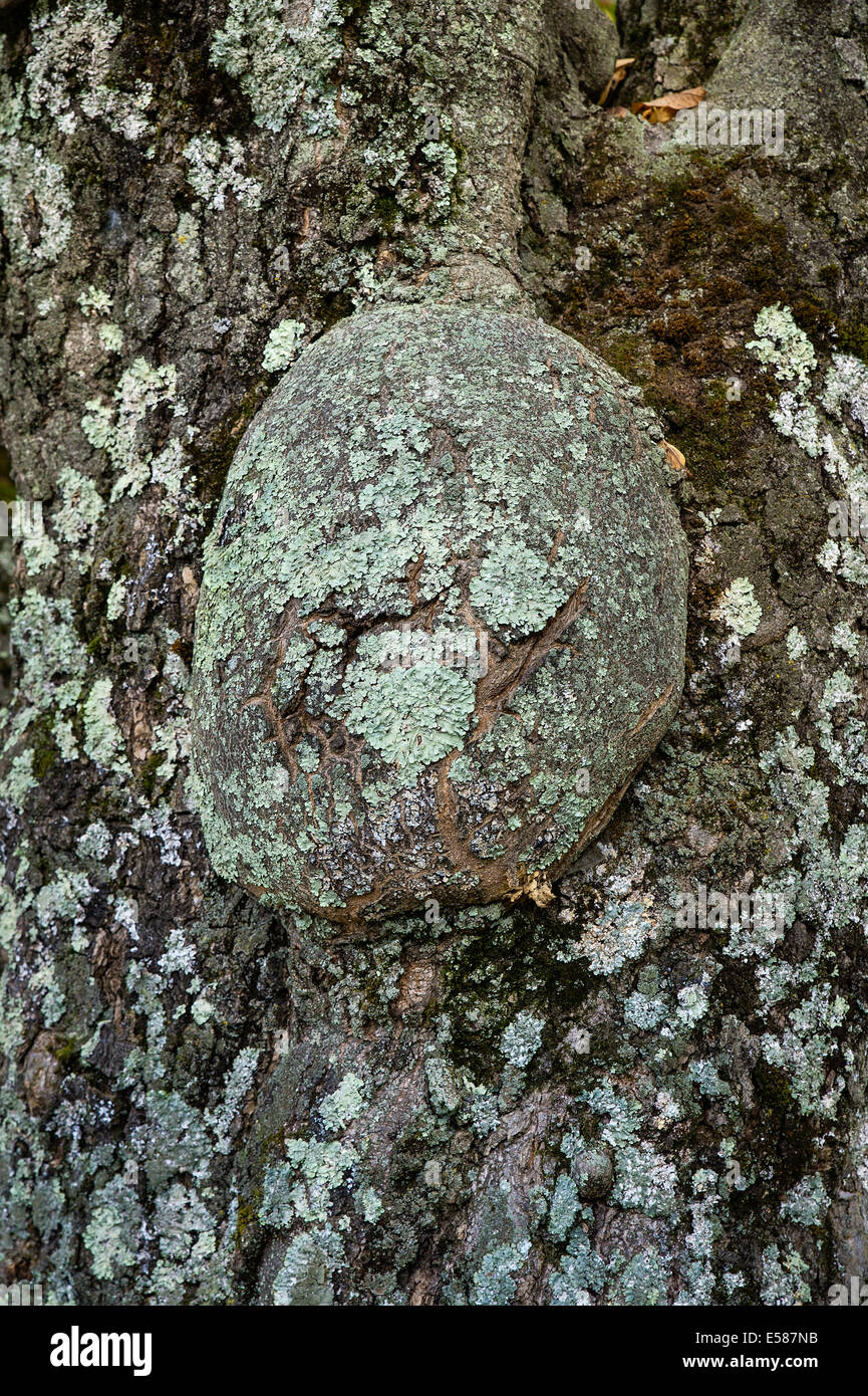 Riesige Maser an der Basis eine Flechte bedeckt Baum, USA Stockfoto