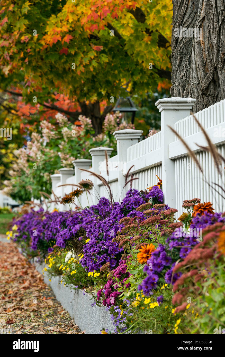 Charmanten weißen Lattenzaun mit bunten Herbst Bäume und Blumen, Grafton, Vermont, USA Stockfoto