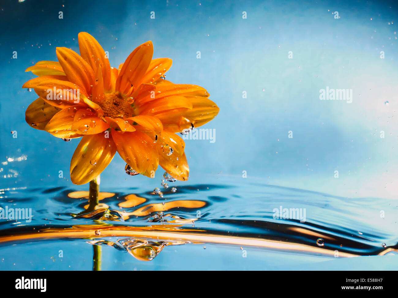 Eine orange Gänseblümchen im Wasser Stockfoto
