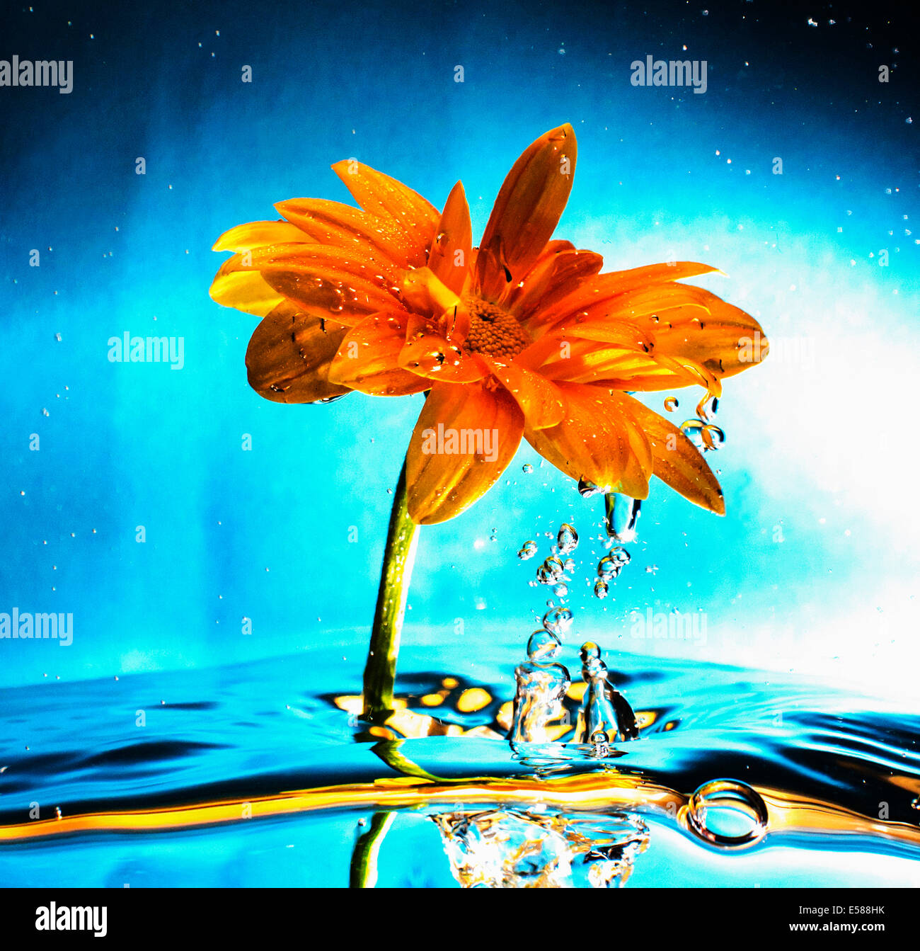 Eine orange Gänseblümchen im Wasser Stockfoto