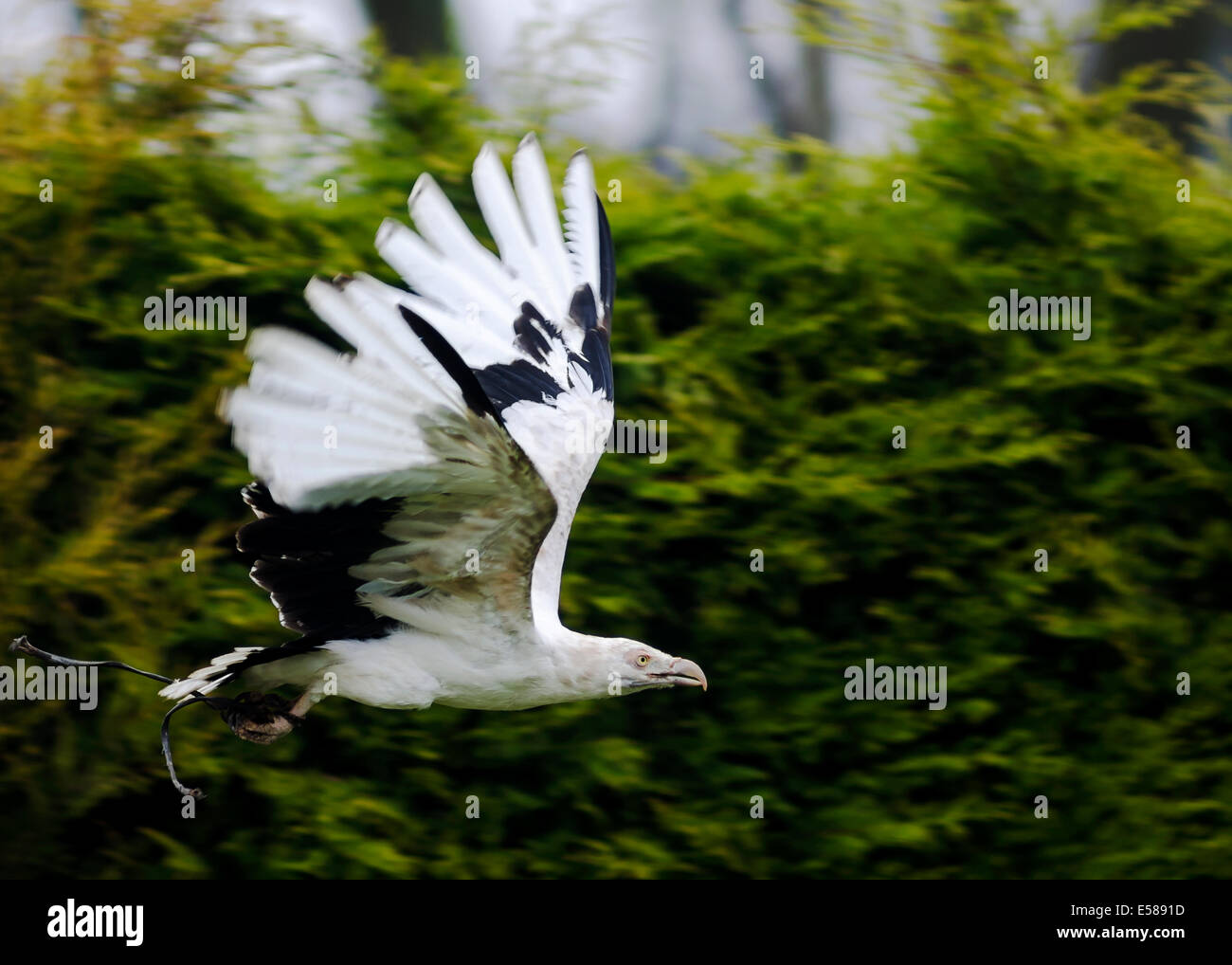 Ein Palm Nut Geier im Flug, Gypohierax Angolensis Stockfoto