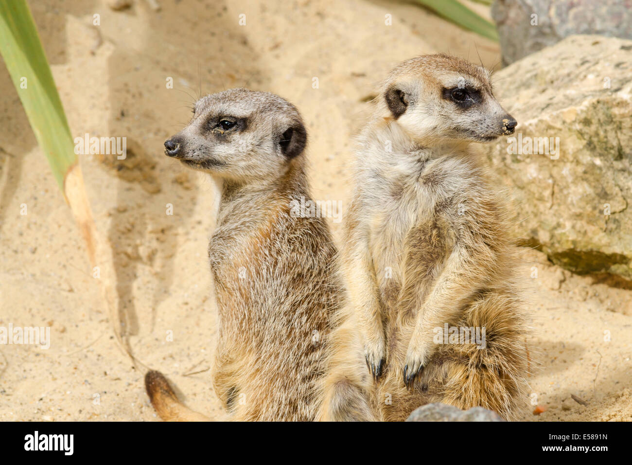 Zwei Erdmännchen Suricata suricatta Stockfoto