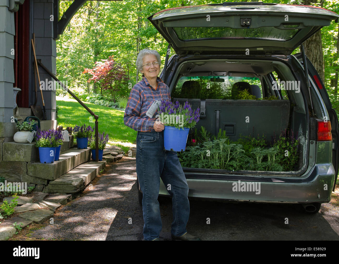 ältere Frau entladen Landschaftsbau Pflanze aus Auto Stockfoto