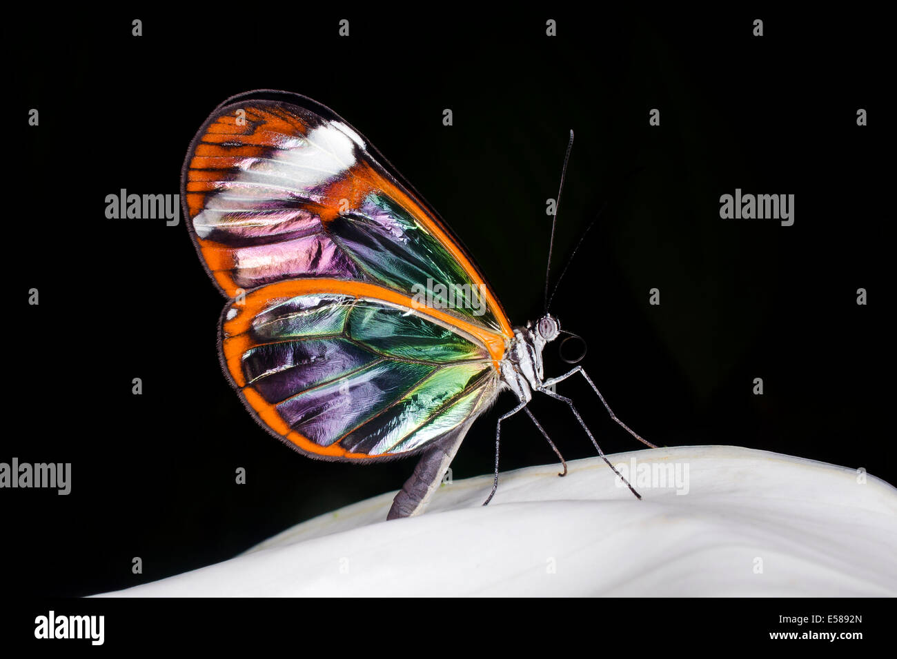 Ein Glasswinged Schmetterling ruht auf einem Blatt, Greta oto Stockfoto