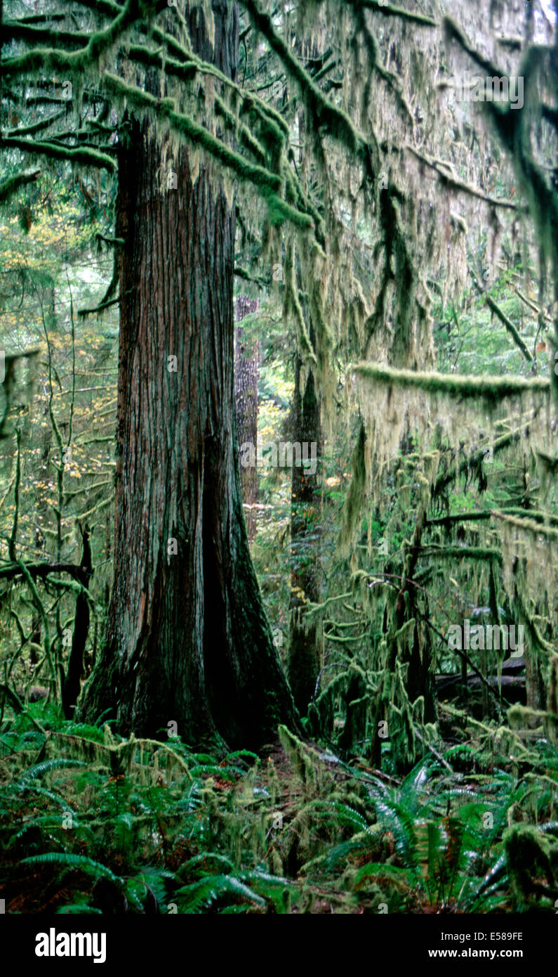 Moos bedeckt Urwälder, Olympic Nationalpark, Washington State Stockfoto