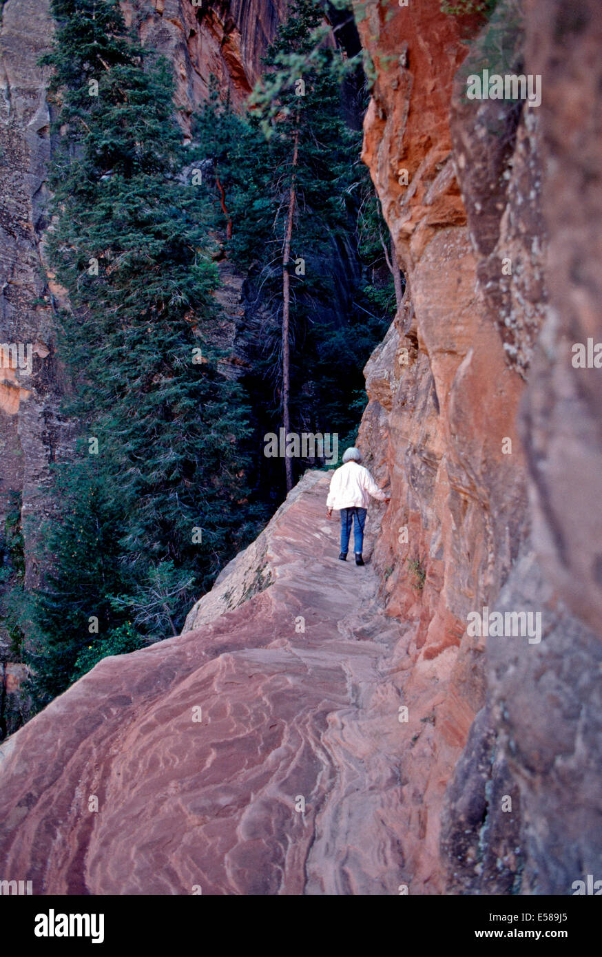 Ein Wanderer hängt prekär, Hidden Canyon Trail, Zion Nationalpark, Utah Stockfoto