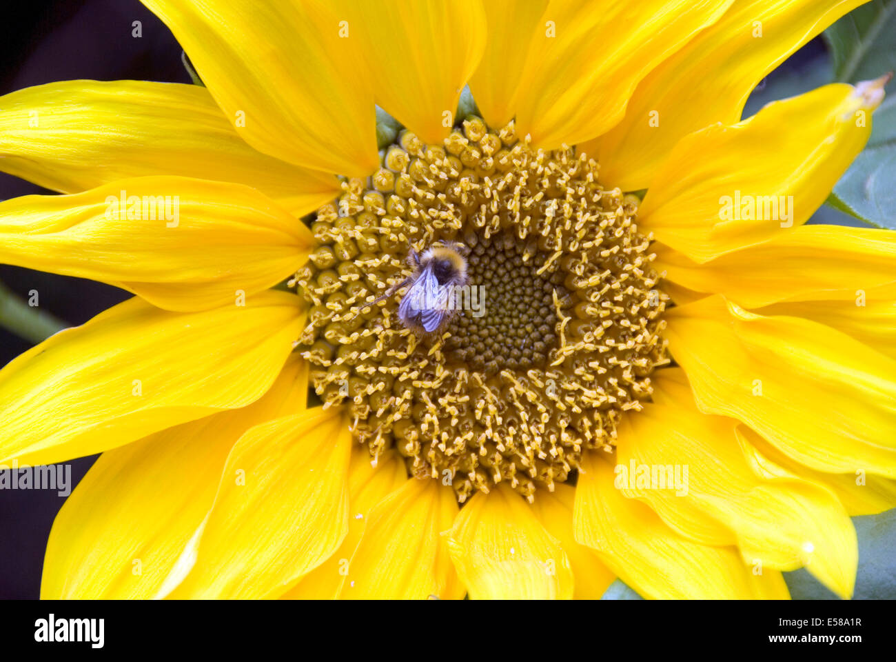 Hautnah auf einer Honigbiene sammeln Pollen aus einer schönen gelben Sonnenblumen, UK Stockfoto
