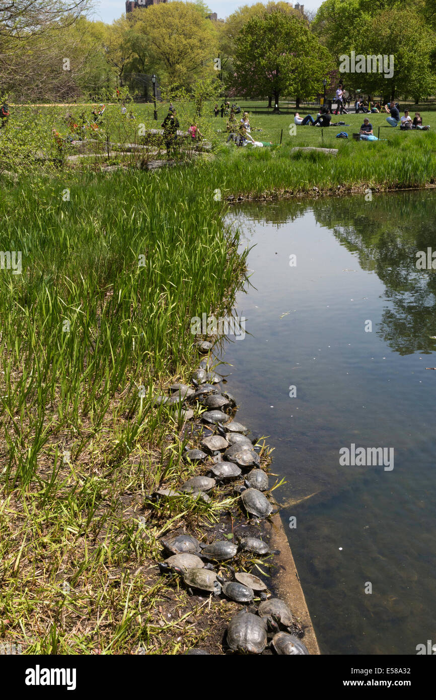 Schildkröte teich Fotos und Bildmaterial in hoher Auflösung Alamy