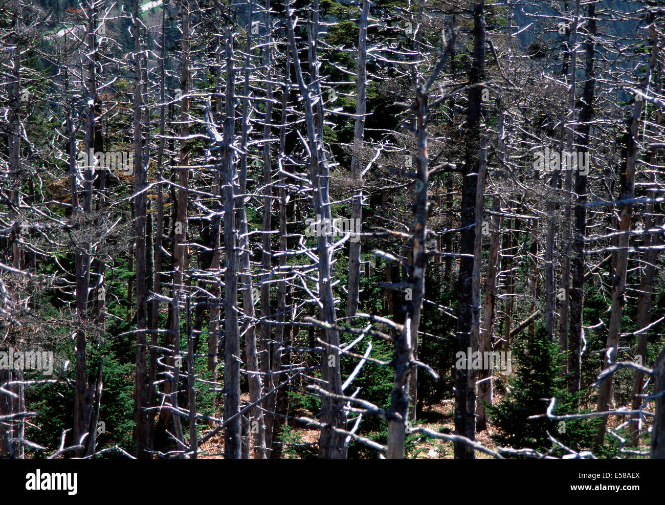 Schäden, die durch die wolligen Blattläuse, Clingmans Kuppel, Great Smoky Mountain National Park Stockfoto