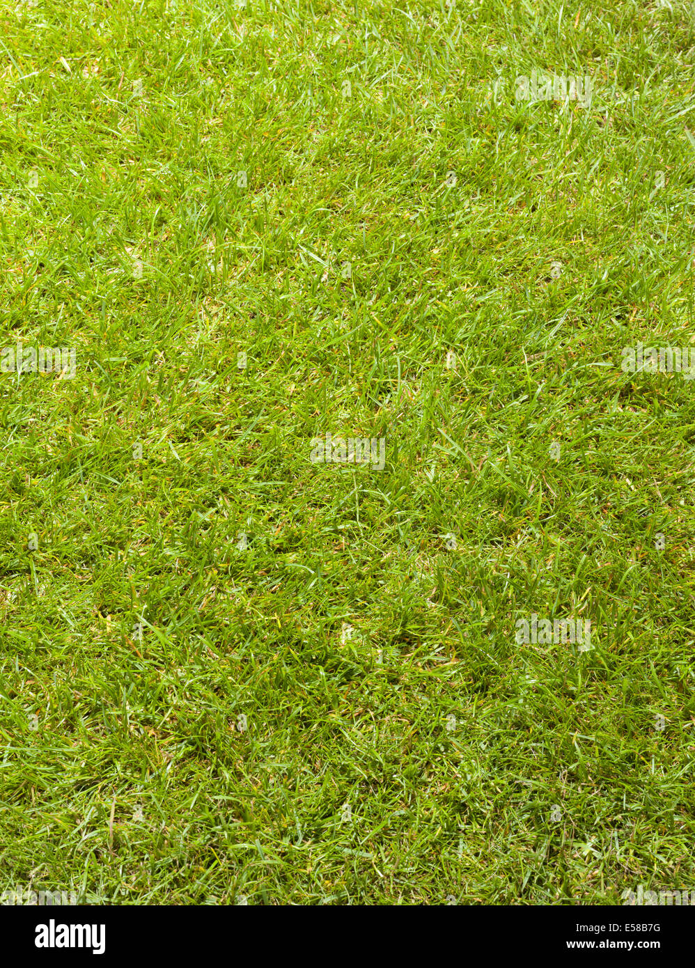 Eine einfache Rasen-Hintergrund Stockfoto