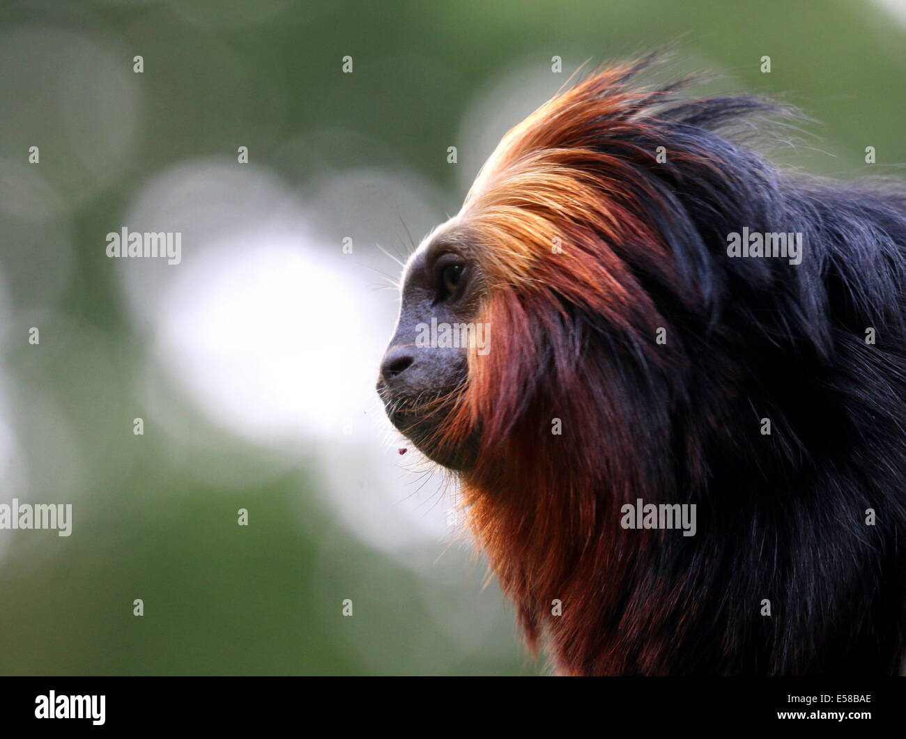 Unter der Leitung von Golden Lion Tamarin Affe (Leontopithecus Chrysomelas) Nahaufnahme des Kopfes Stockfoto