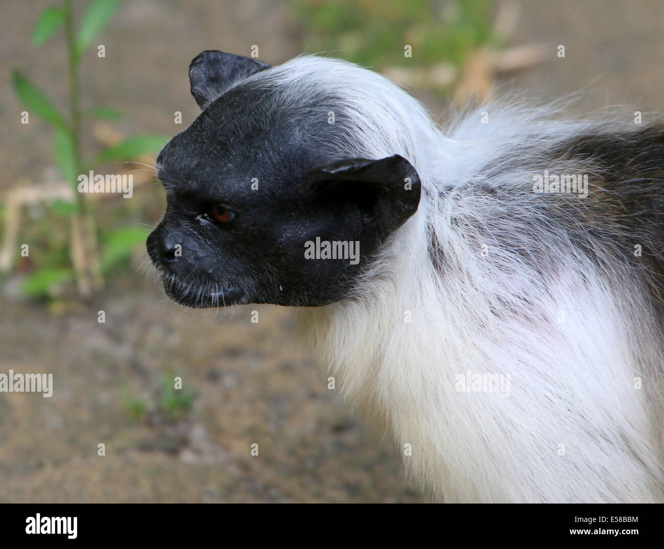 Trauerschnäpper Tamarin Affe (Saguinus bicolor), gefährdeten Affenarten aus dem brasilianischen Amazonas-Regenwald Stockfoto