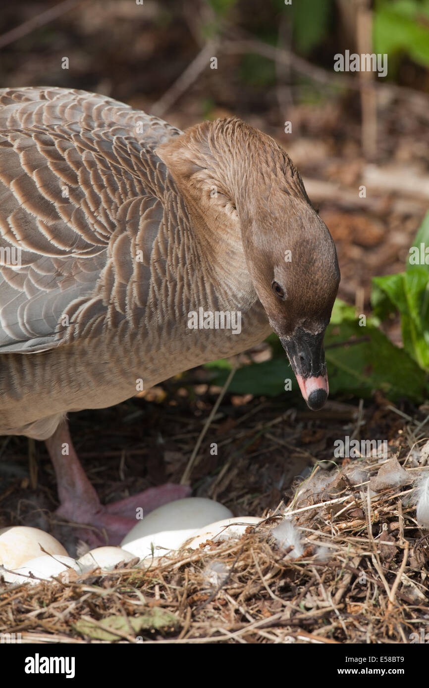 Pink-footed Goose (Anser Brachyrhynchus). Weibchen sind gerade um die Eier auszubrüten. Eiern zu verwandeln. Stockfoto
