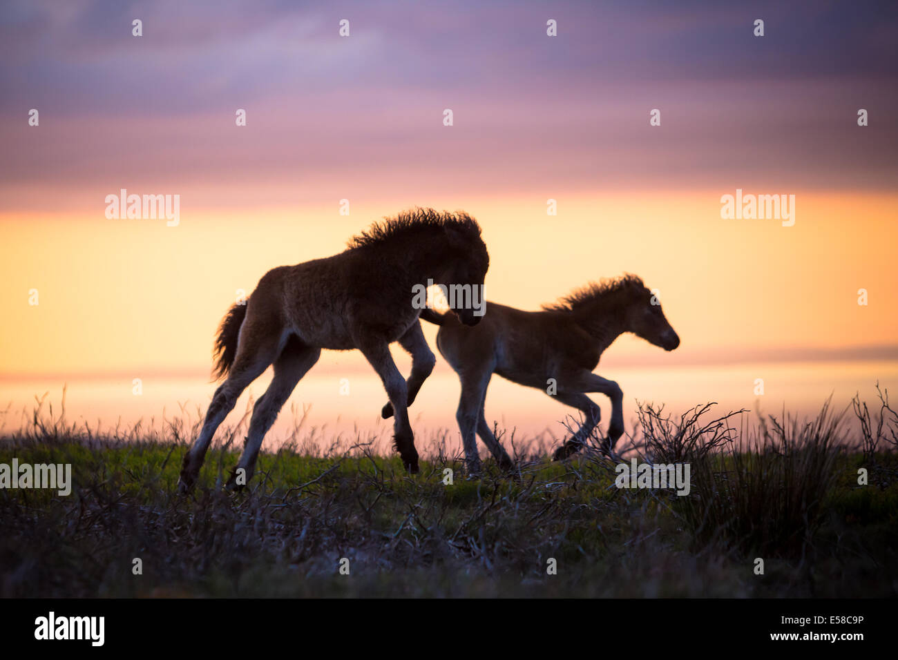 Bei Sonnenuntergang auf Exmoor Ponys in der Nähe von Dunkers Beacon Stockfoto