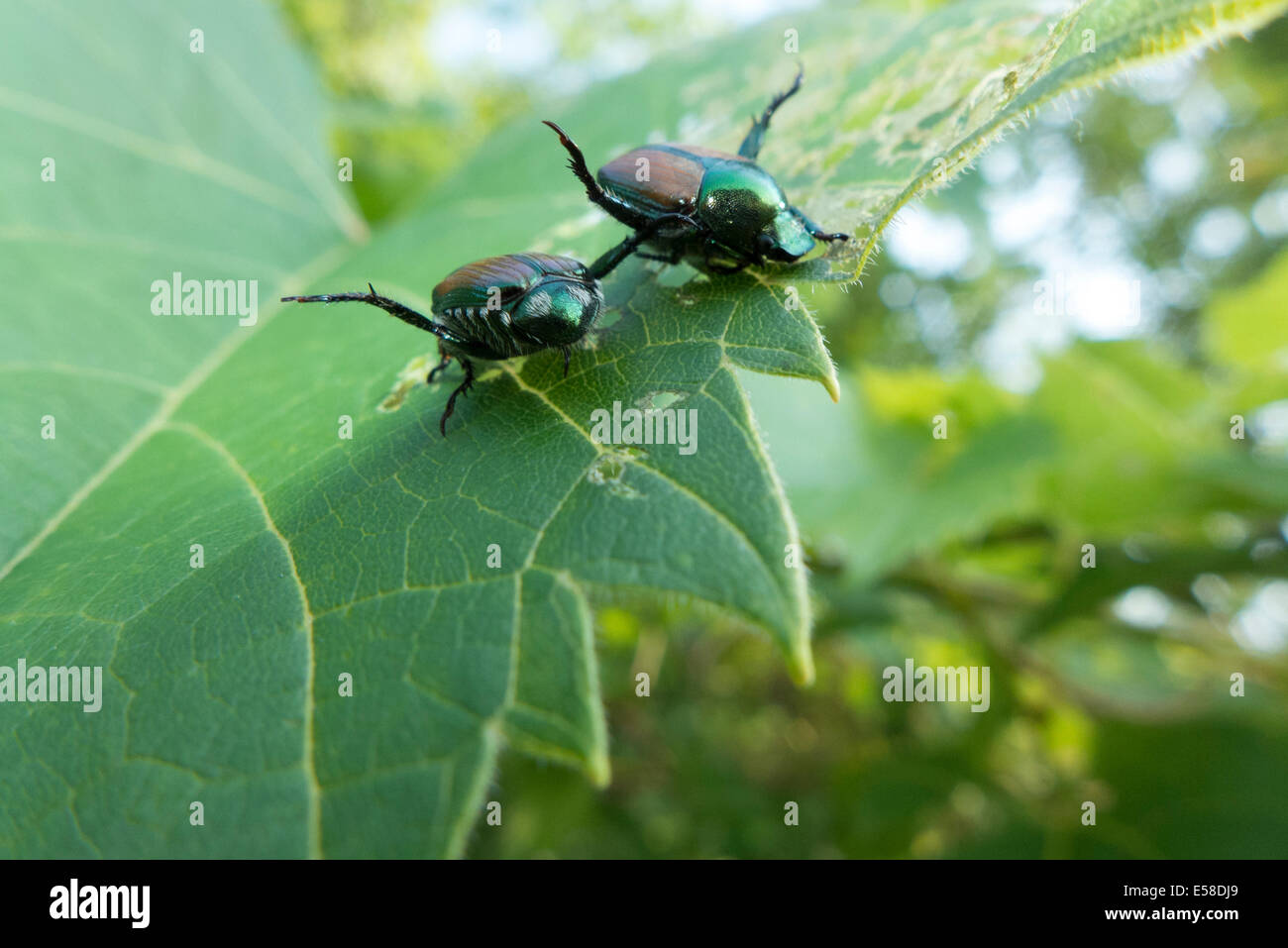 Japanische Käfer. Stockfoto