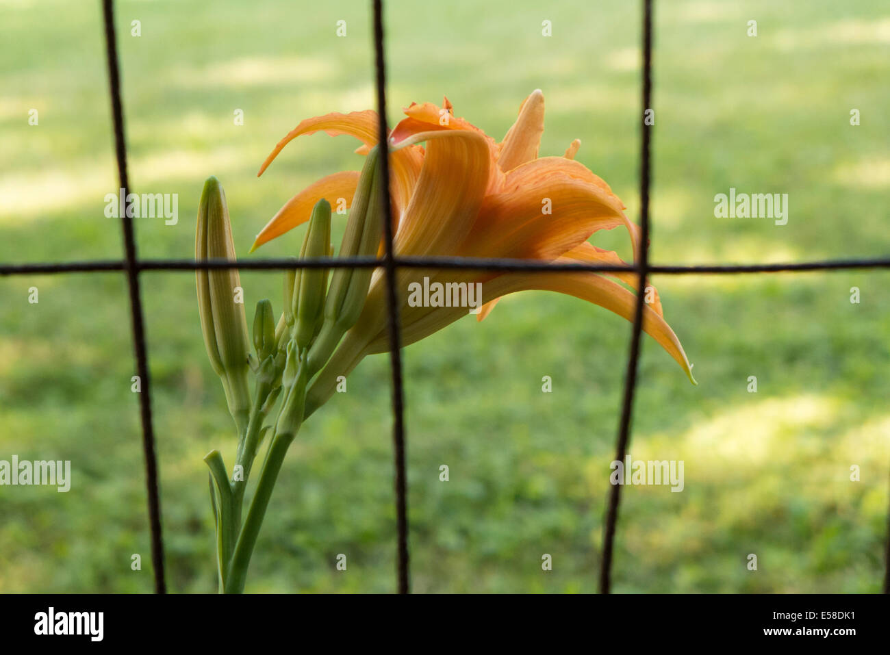 Tiger Lily hinter Zaun. Stockfoto