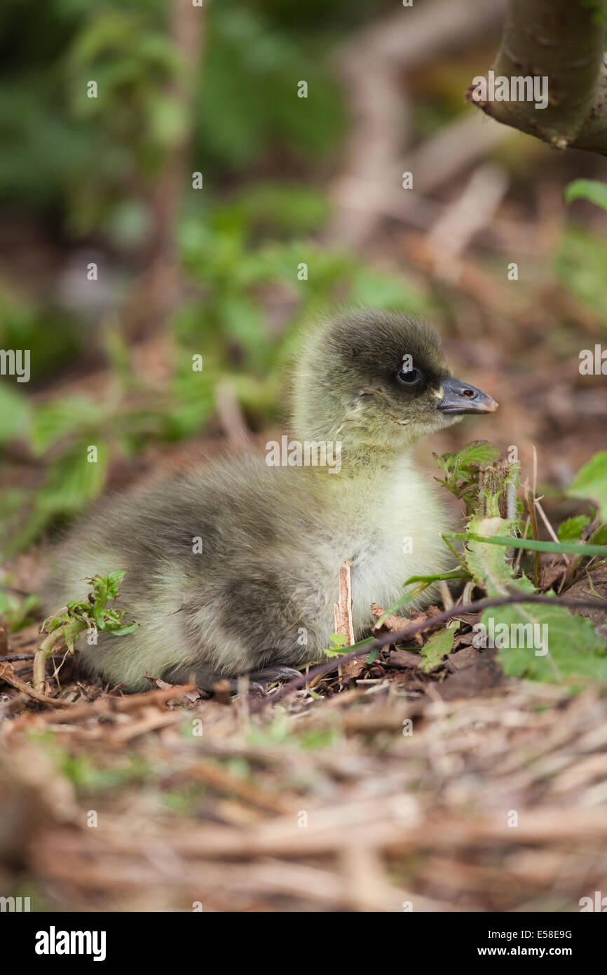 Pink-footed Goose (Anser Brachyrhynchus).  Stunden alt Gosling. Linke Abdeckung des brütenden Mutter zum ersten Mal. Ei Zahnkopf Rechnung. Stockfoto