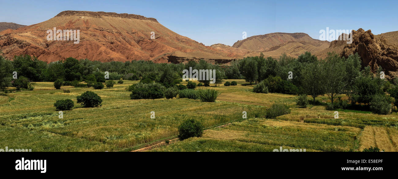 Feldern entlang der Dades Tal Kontrast zu der kargen Hügeln von hammada Stockfoto