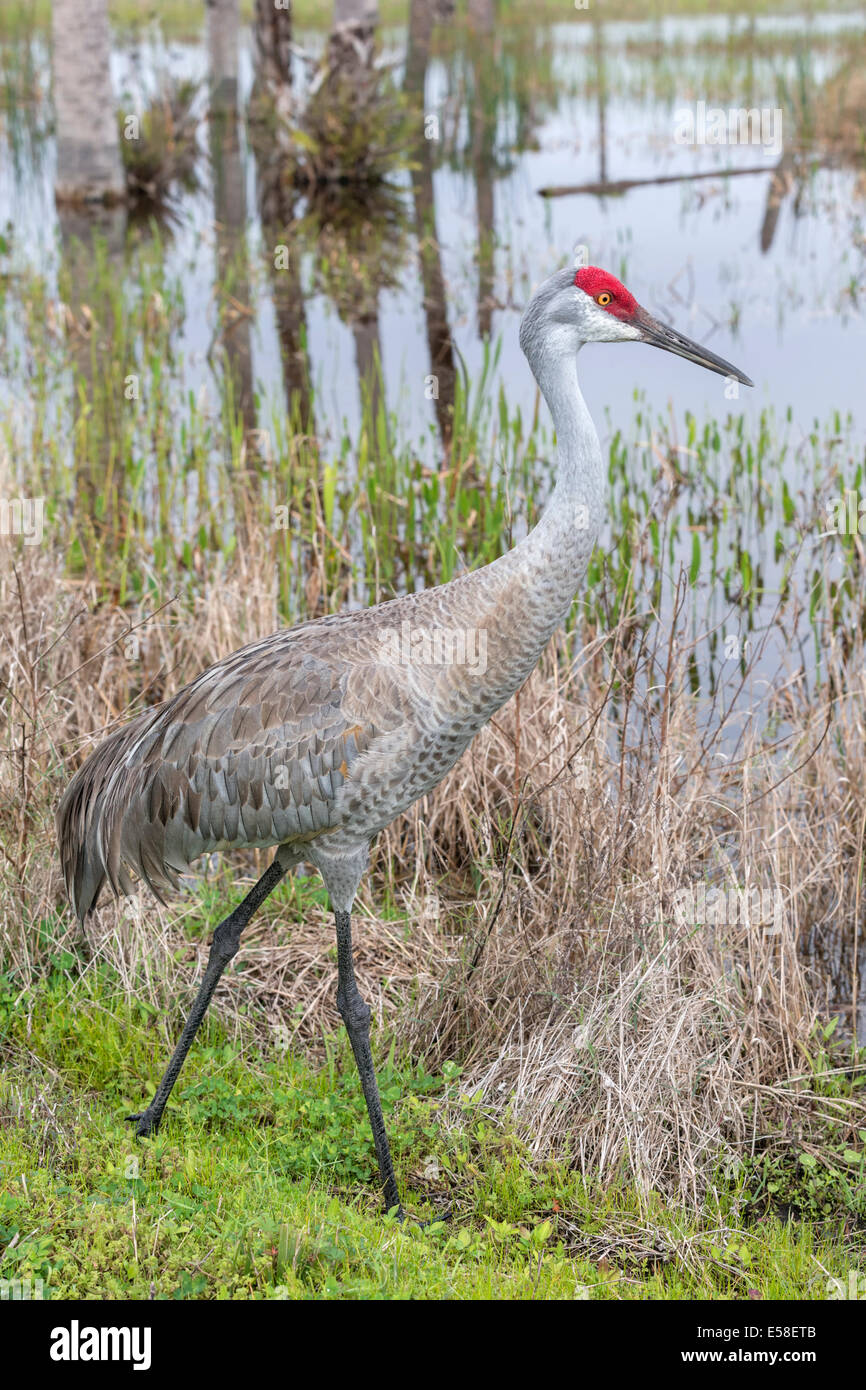 Sandhill Kran Stockfoto