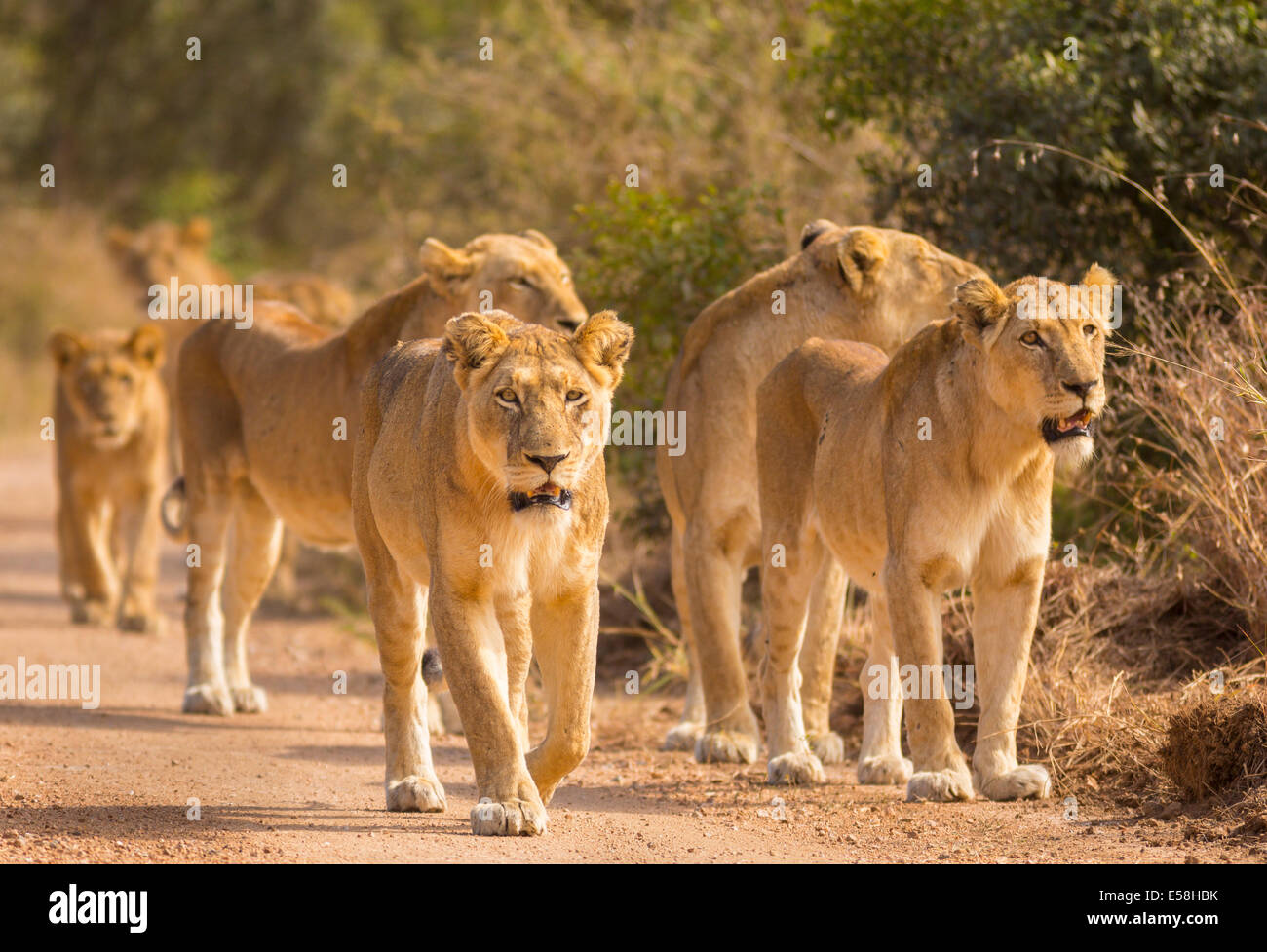 Krüger-Nationalpark, Südafrika - Rudel Löwen jagen in der Nähe von Biyamiti Camp. Panthera leo Stockfoto