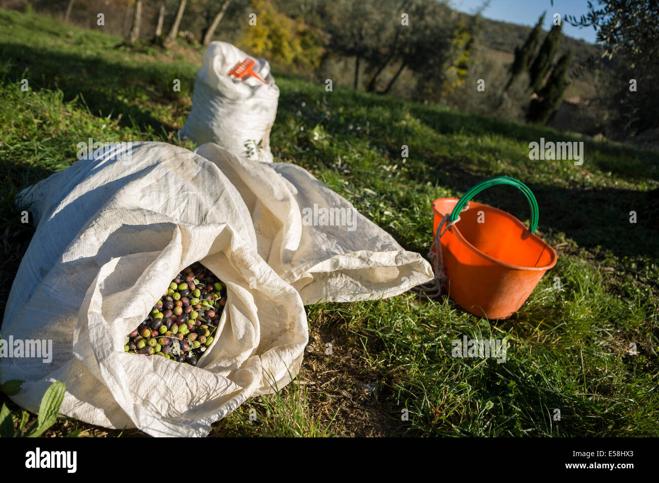 Ein altes Ehepaar arbeiten an der Olivenernte für das Protine Anwesen in der Nähe von Castellina in Chianti, Italien. Stockfoto