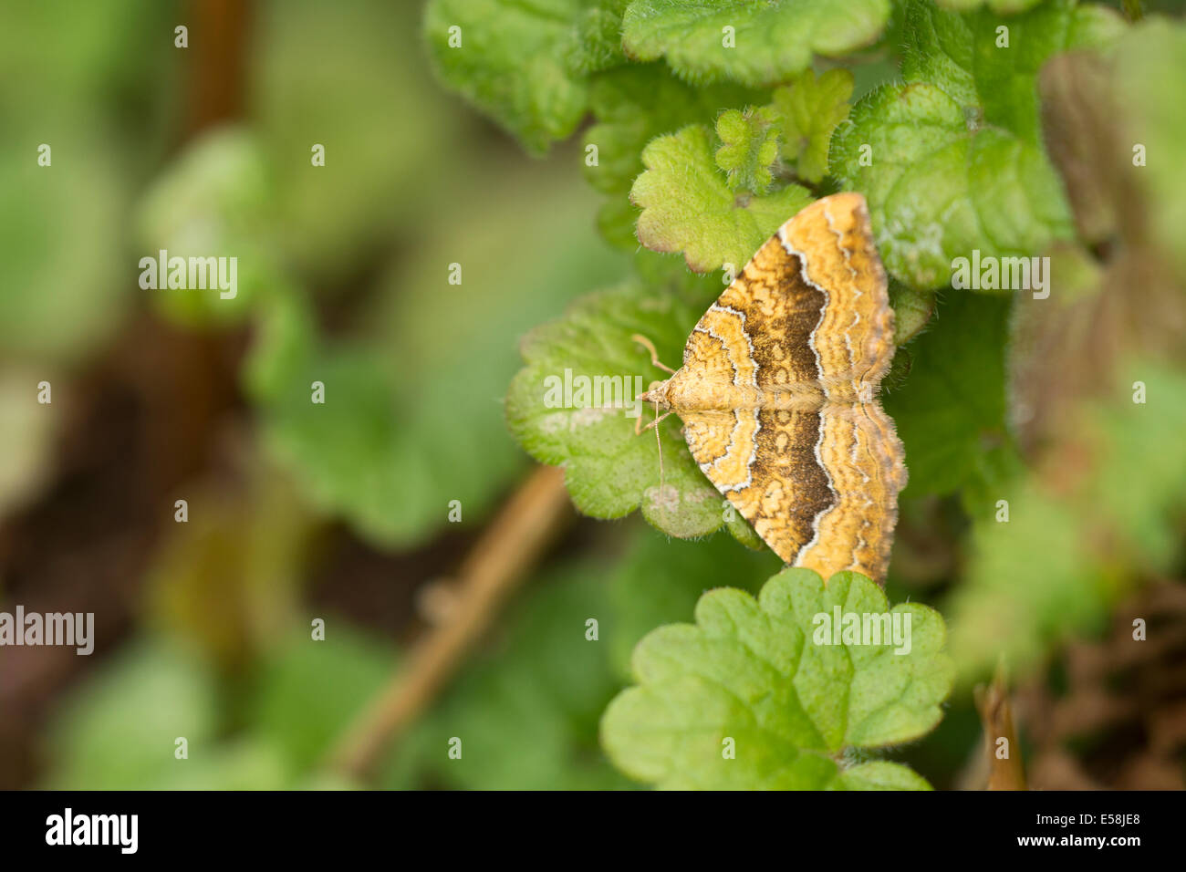 Gelbe Schale Motte, Camptogramma bilineata Stockfoto