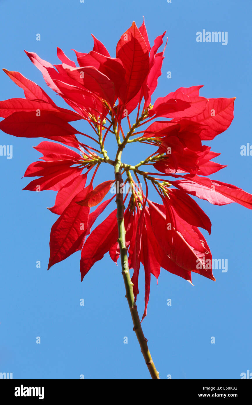 Rote Bltter der Weihnachtsstern Weihnachtsstern (Euphorbia Pulcherrima),  Weihnachtsstern. Sambia, Afrika Stockfotografie - Alamy