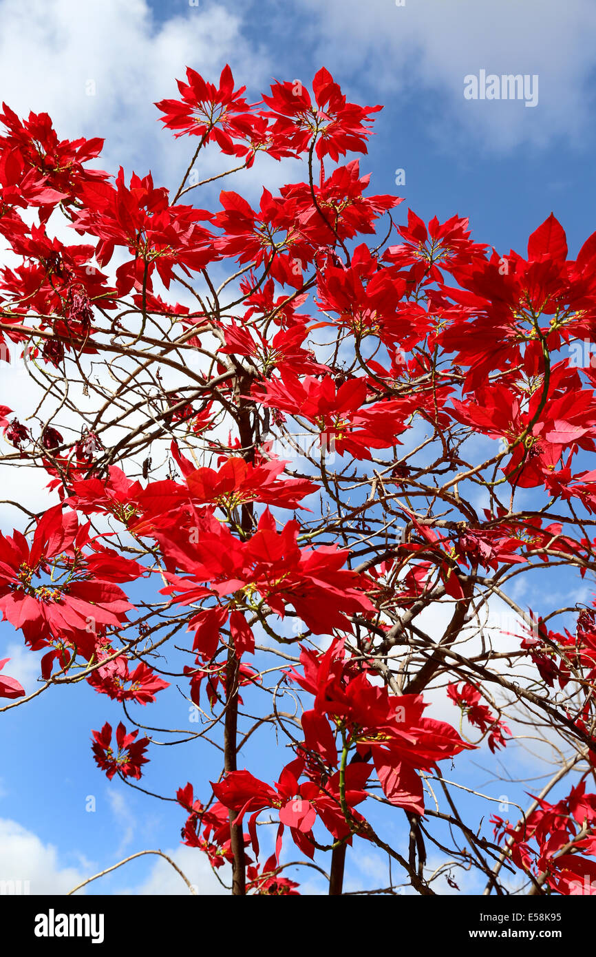 Rote Blätter der Weihnachtsstern Weihnachtsstern (Euphorbia Pulcherrima), Weihnachtsstern. Sambia, Afrika Stockfoto