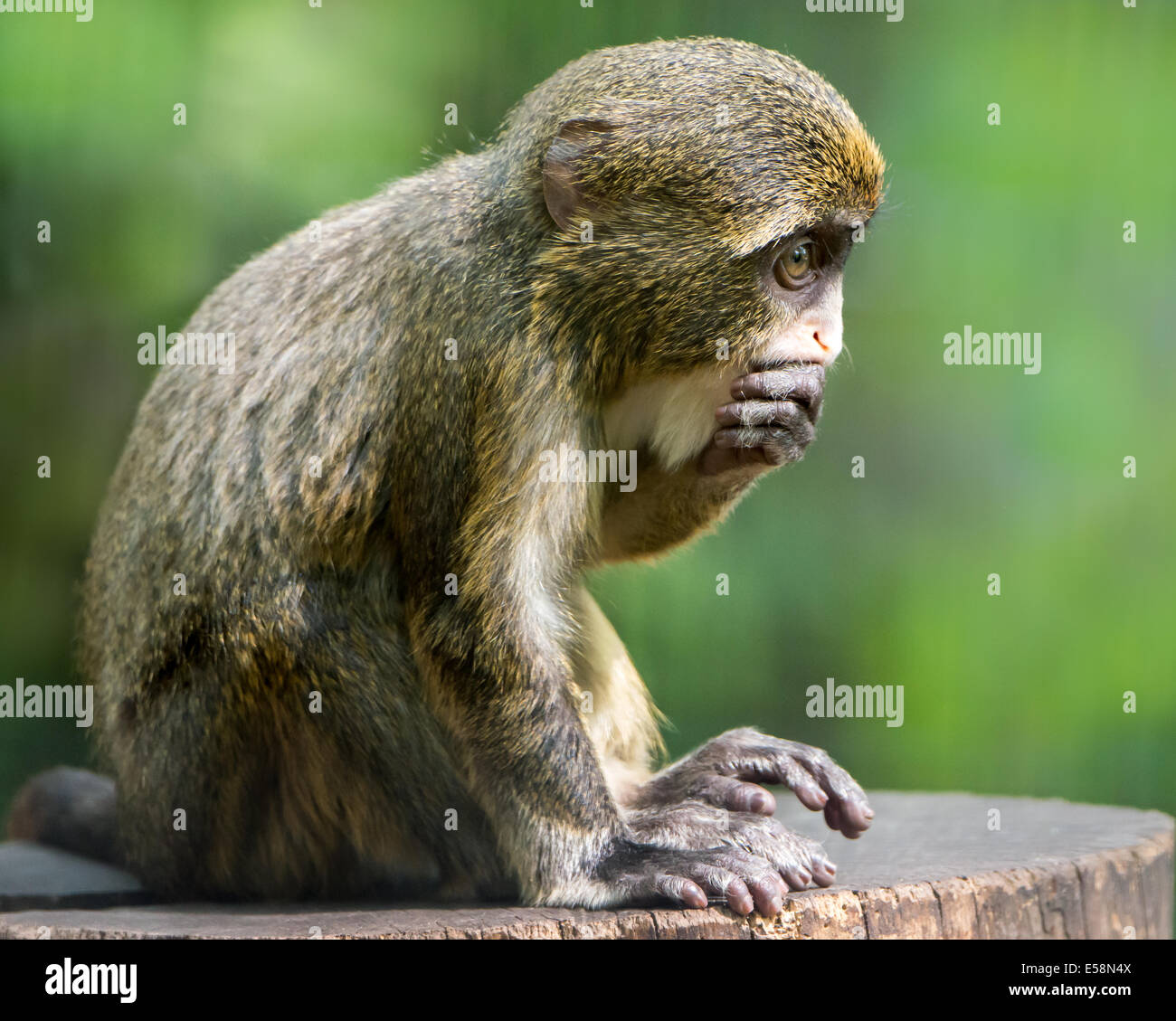 Profilbildnis einer Baby De Brazza Affen Stockfoto