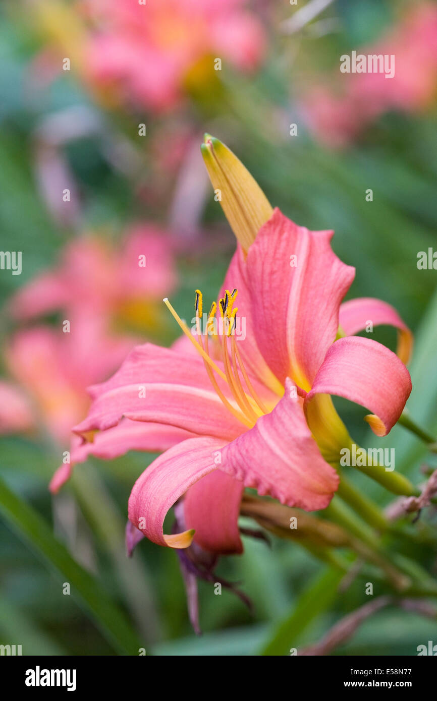 Hemerocallis. Rosa Taglilie Blüte eine krautige Grenze. Stockfoto