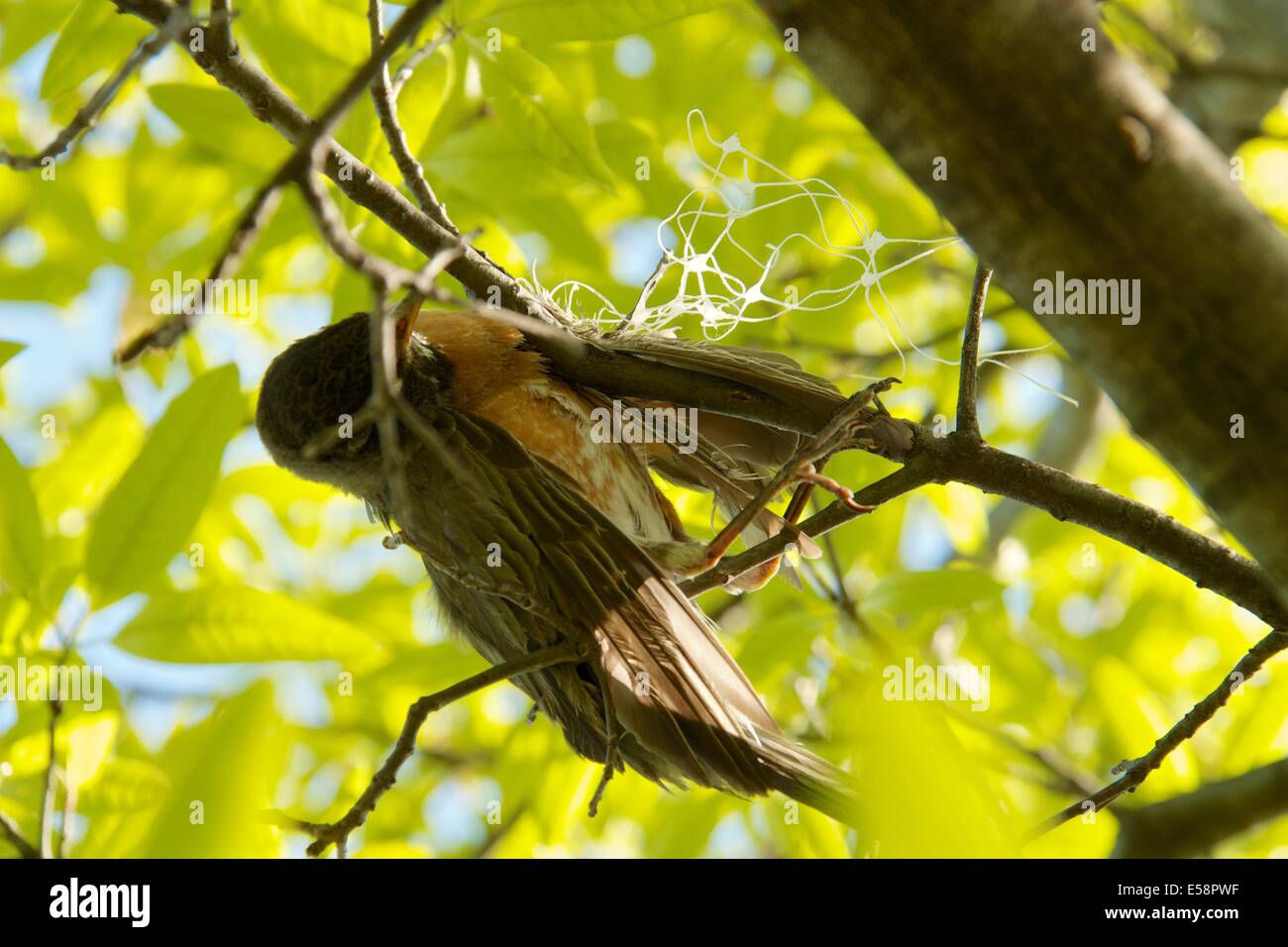 Amerikanischer Robin getötet von Verstrickung in Kunststoff Gurtband. Stockfoto