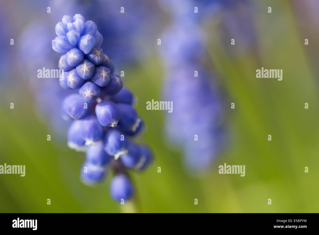 Grape hyacinth Stockfoto