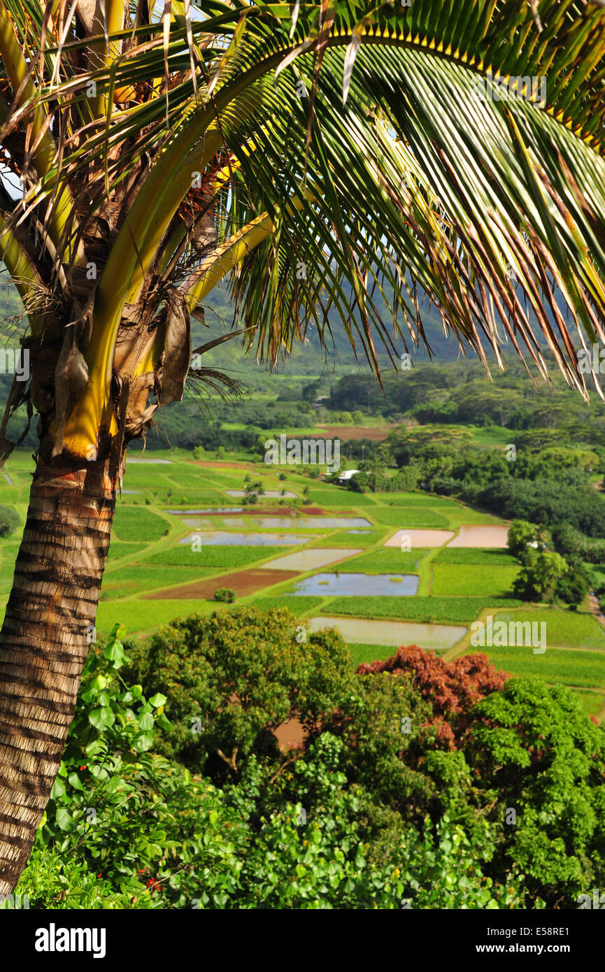 Blick über Kaua'i Felder mit Palme im Vordergrund Stockfoto