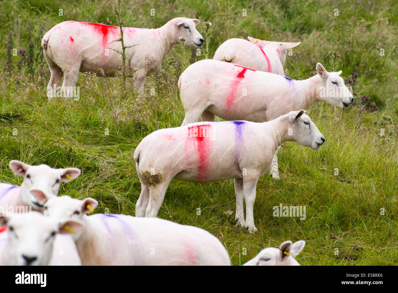 Farbige Markierungen auf neu geschert Schafe auf den North Pennines Mauren. Stockfoto