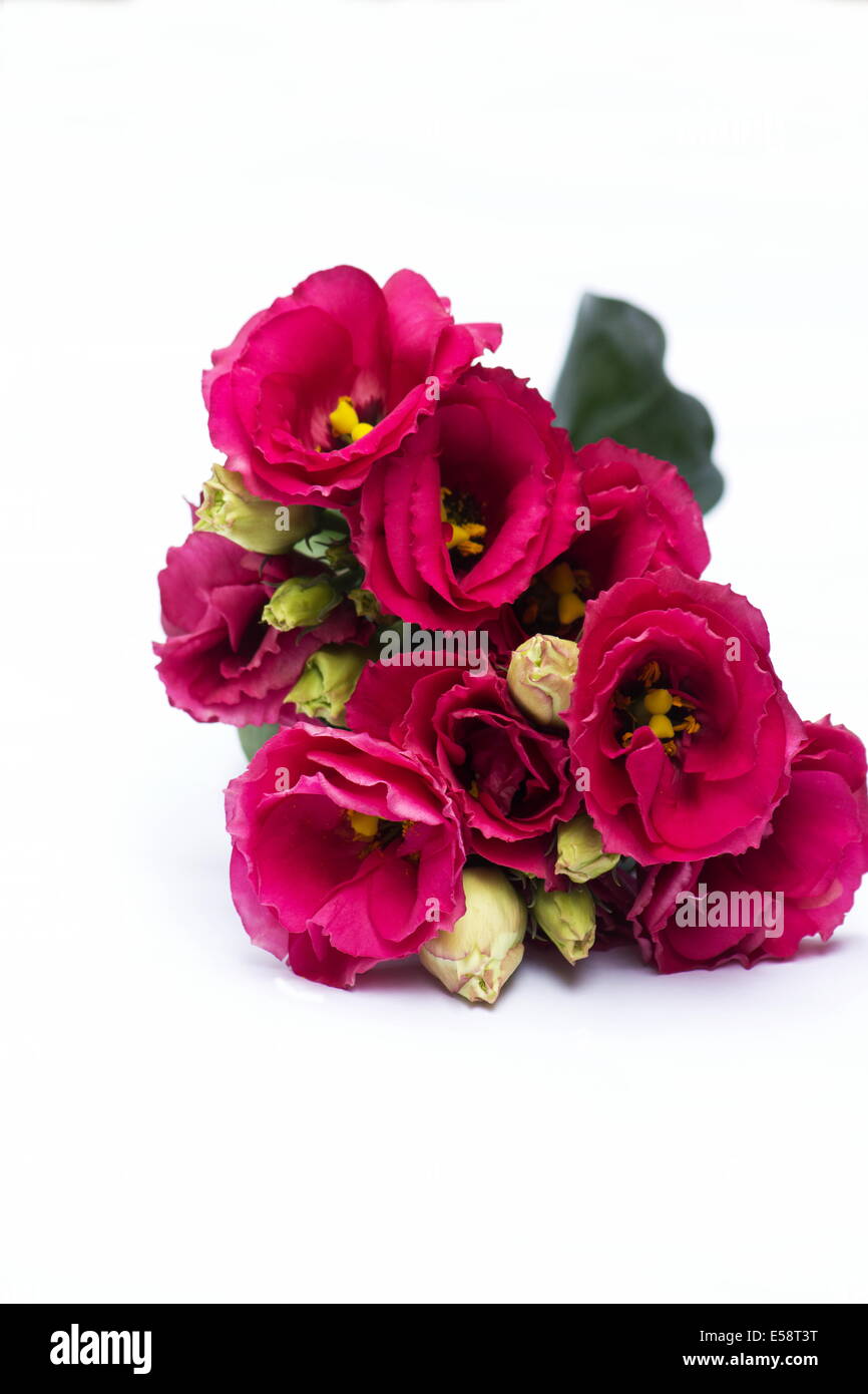 Lisianthus eustoma grandiflorum -Fotos und -Bildmaterial in hoher Auflsung   Alamy