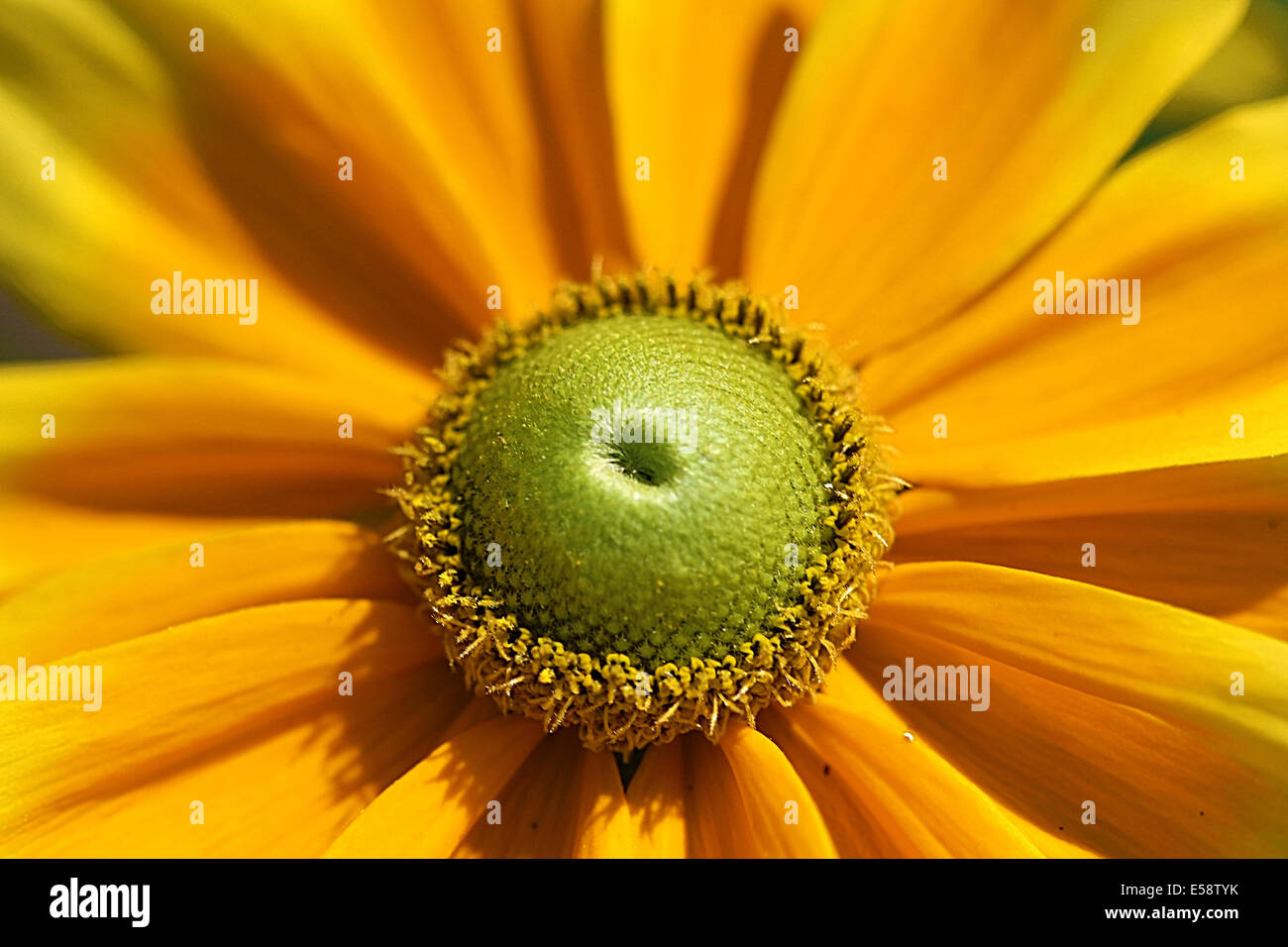 Gloriosa Daisy oder Prairie Sun ist eine mehrjährige Daisy Blume, die liebt vollen Sonne und dauert viele Jahre. Stockfoto