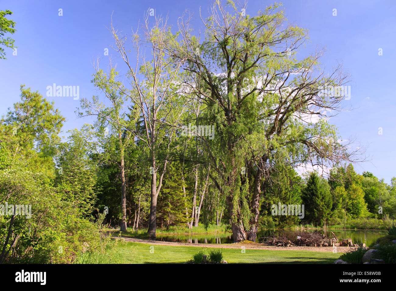 Einen alten Weidenbaum von einem Teich hat schon bessere Tage gesehen und hat viele Zweige verloren und lässt im letzten Stürme. Stockfoto
