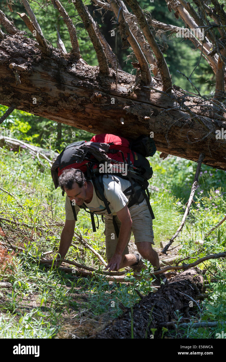 Backpacker krabbeln unter einem Baum, der über einen Wanderweg in Oregon Wallowa Mountains fiel. Stockfoto