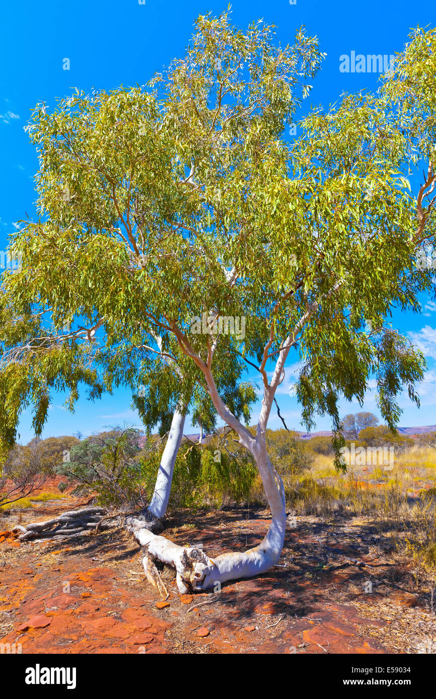 Palm Valley Central Australia Northern Territory Stockfoto