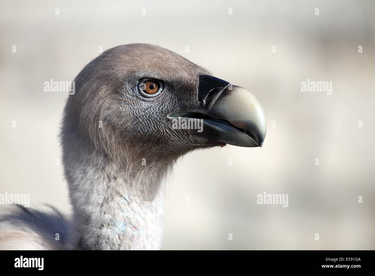 Porträt von einem fantastischen Gänsegeier Stockfoto