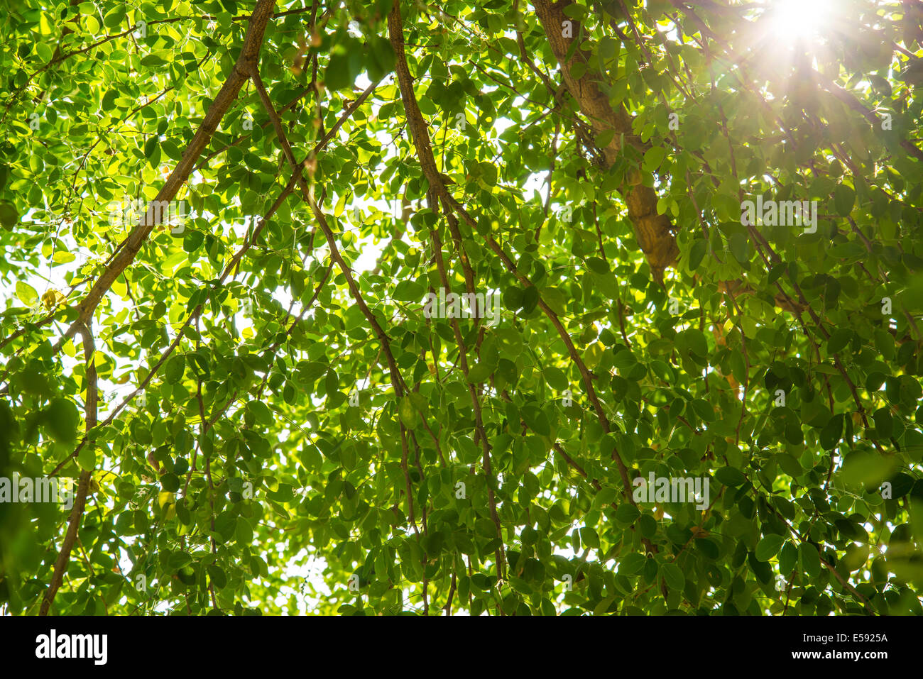 Zoom Shot grüner Baum für den Hintergrund. Grün Stockfoto