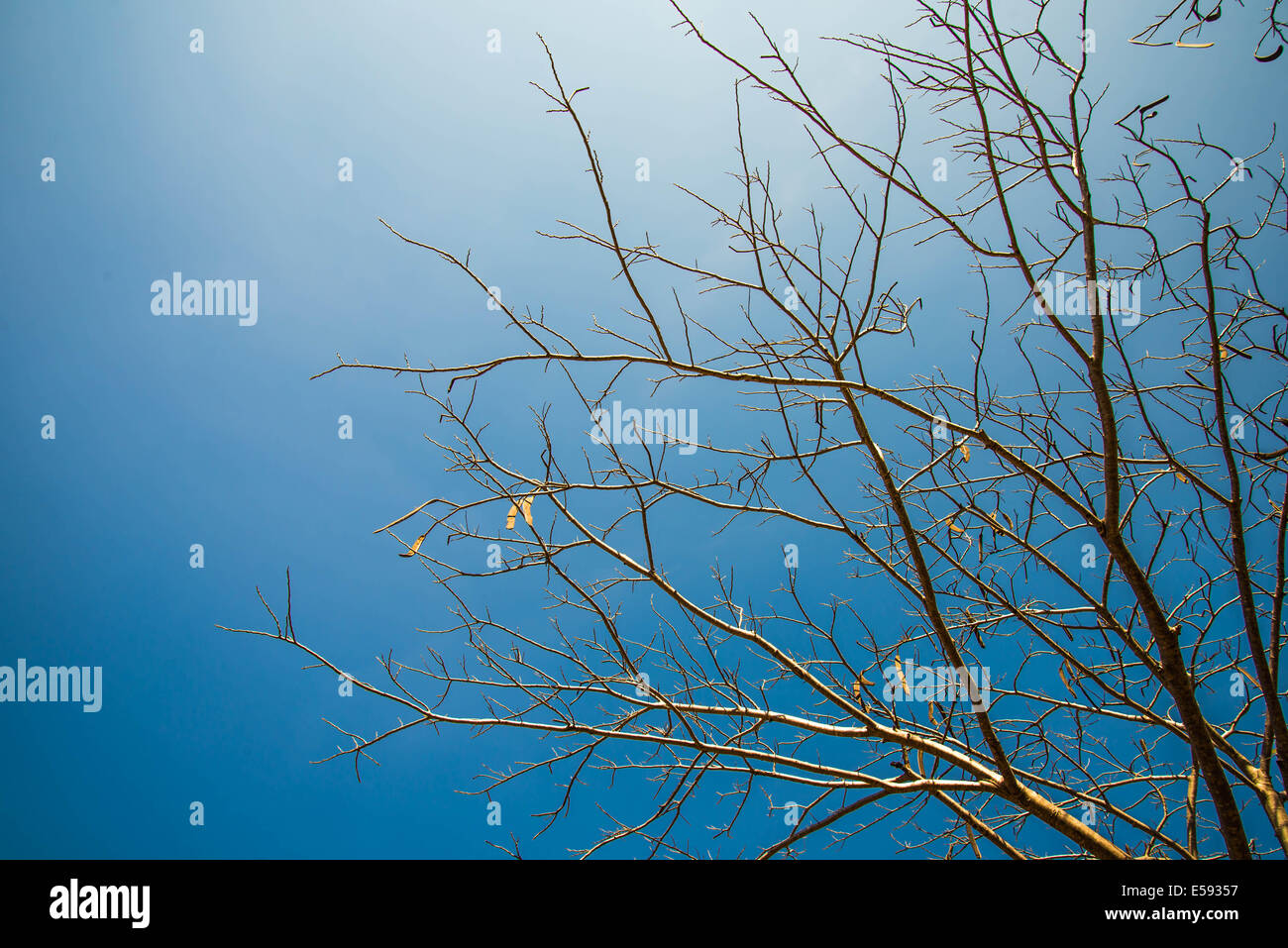 Trockenen Baum im Land von Thailand. Dürr Stockfoto