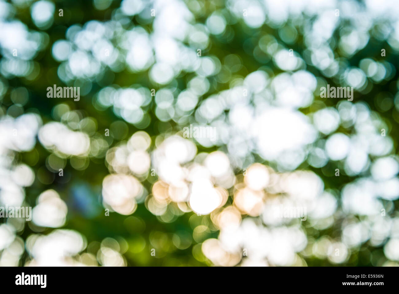 Vergrößern Sie Schuss aus Fokus grüner Baum für den Hintergrund. Stockfoto