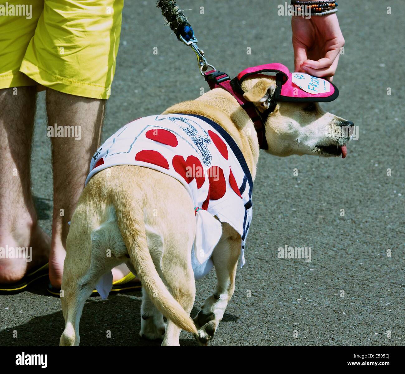 Kleiner Hund trägt ein "König der Berge" rot-weiß gepunktete Trikot auf 2014 Tour de France Strecke South Yorkshire polka Stockfoto