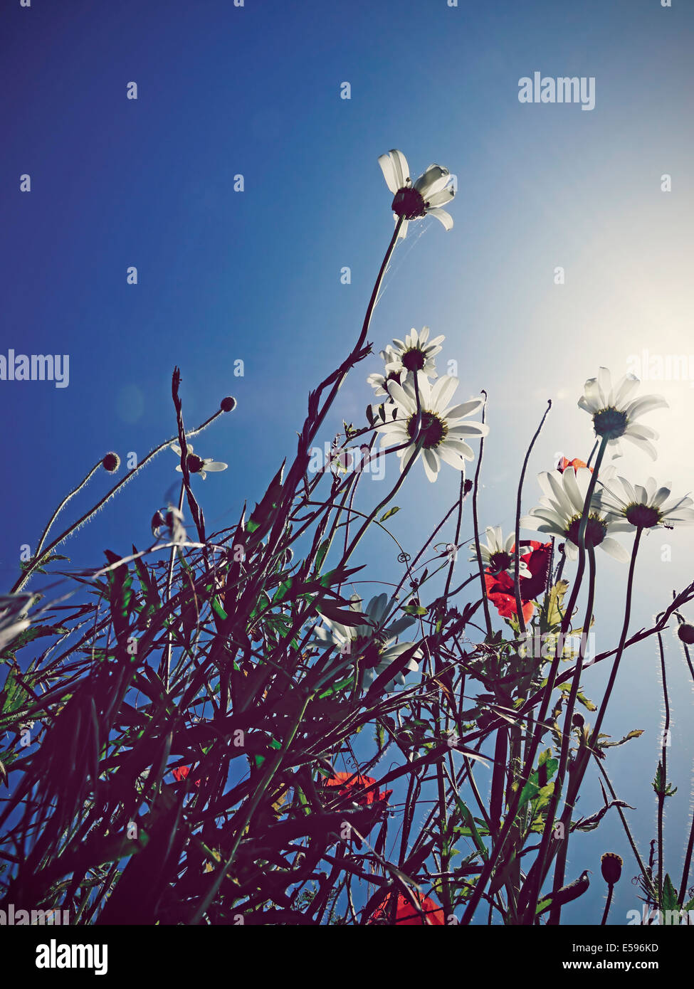 Deutschland, Nordrhein-Westfalen, Klatschmohn, Papaver Rhoeas und Margeriten, Leucanthemum Stockfoto